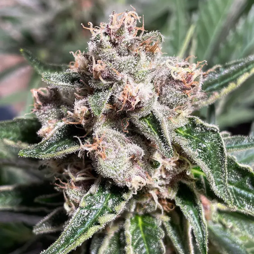 Ministry of Cannabis - Mars Mellow