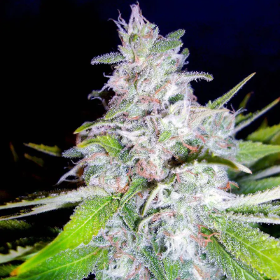 Ministry of Cannabis - Northern Lights MOC