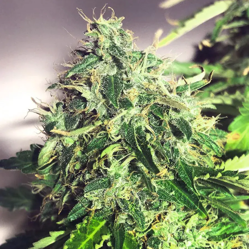 Ministry of Cannabis - Auto Cannabis Light CBD