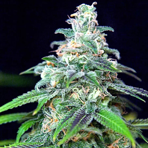 Ministry of Cannabis - Auto Mandarin Haze