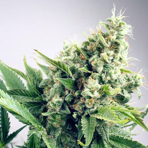 Ministry of Cannabis - Auto White Widow