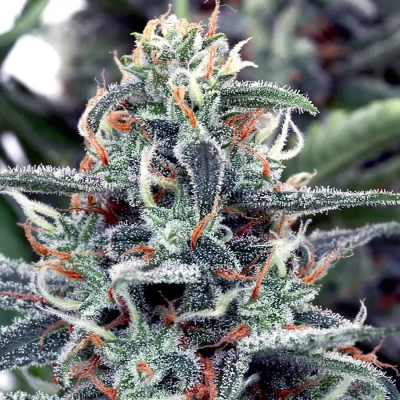 Ministry of Cannabis - White Widow