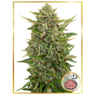 Mr. Hide Seeds - Auto Amnesia