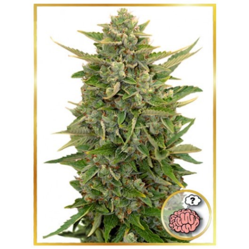 Mr. Hide Seeds - Auto Amnesia