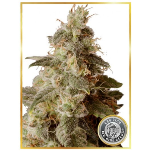 Mr. Hide Seeds - Full Moon CBD