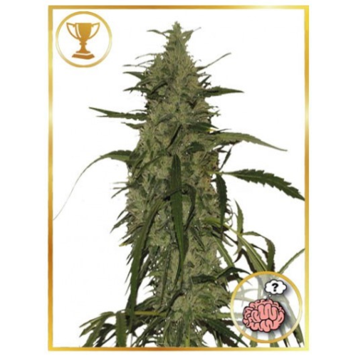 Mr. Hide Seeds - Mr. Amnesia Mass