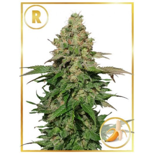 Mr. Hide Seeds - Mr. Black Banana regular