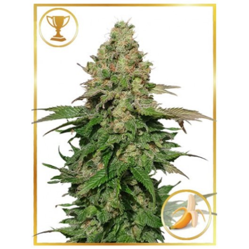 Mr. Hide Seeds - Mr. Black Banana