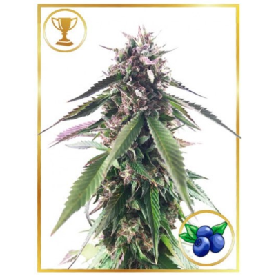 Mr. Hide Seeds - Mr. Blueberry Bud