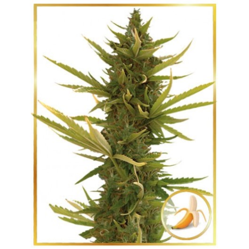 Mr. Hide Seeds - Auto Black Banana