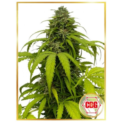 Mr. Hide Seeds - Auto CBG Strong