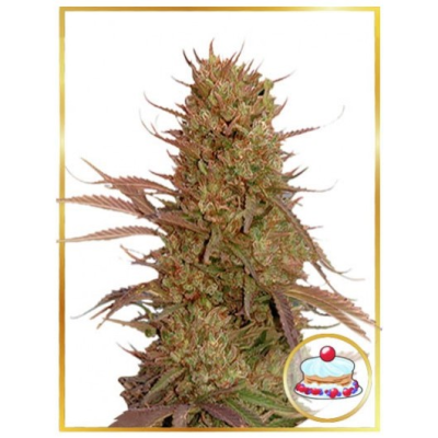 Mr. Hide Seeds - Auto Cream Mass