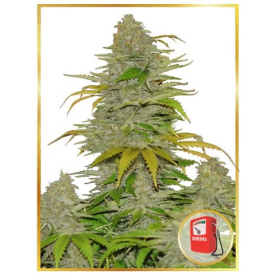 Mr. Hide Seeds - Auto Diesel Mass