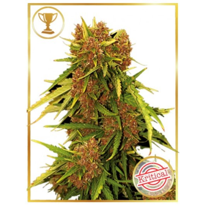 Mr. Hide Seeds - Auto Kritical Red