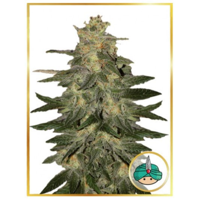 Mr. Hide Seeds - Auto Mazar Blue