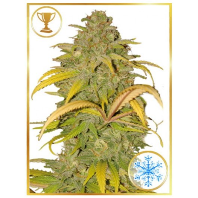 Mr. Hide Seeds - Auto Northern Cream