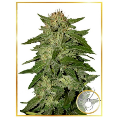 Mr. Hide Seeds - Auto White Widow