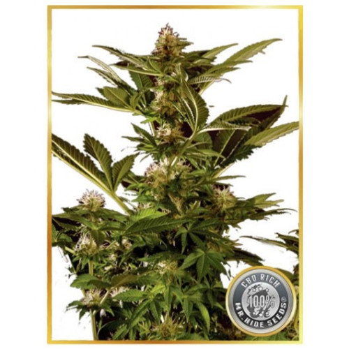 Mr. Hide Seeds - Auto Winweed CBD