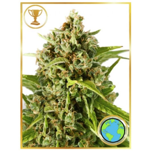 Mr. Hide Seeds - Mr. Mother Earth