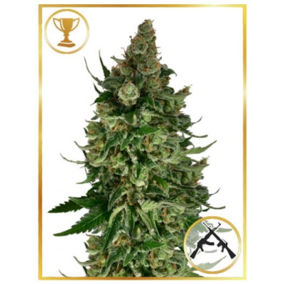 Mr. Hide Seeds - Mr. Original AK