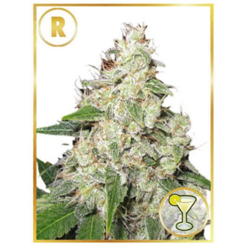 Mr. Hide Seeds - Mr. Sour-R regular