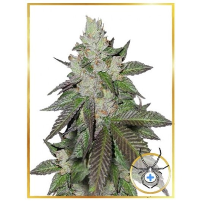 Mr. Hide Seeds - Mr. White Widow +