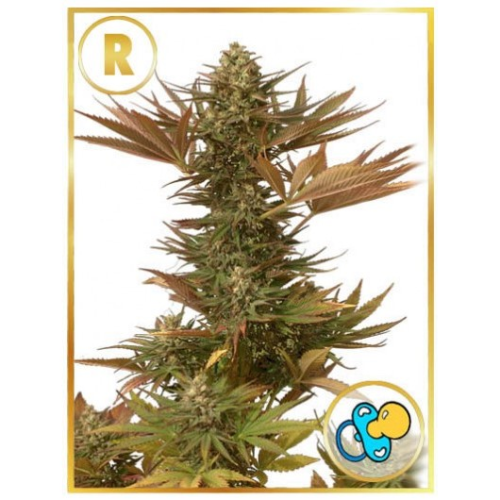 Mr. Hide Seeds - Mr. Eiden Mass regular