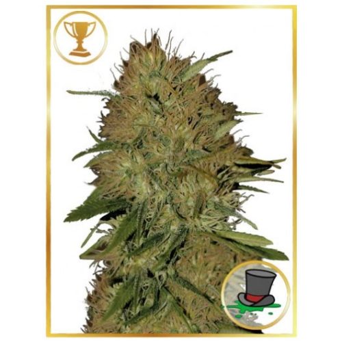 Mr. Hide Seeds - Mr. Jack Mass