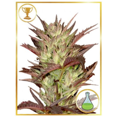 Mr. Hide Seeds - Mr. Jekyll Kush