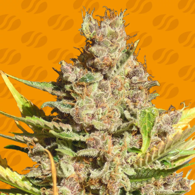 Original Sensible Seeds - Alien Gorilla