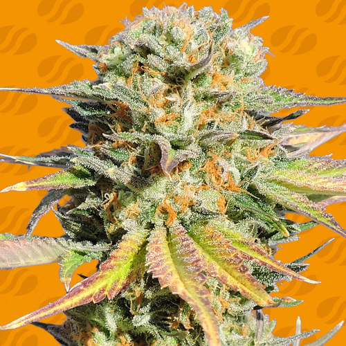 Original Sensible Seeds - Bruce Banner #3