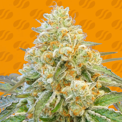 Original Sensible Seeds - Do-Si-Dos OG
