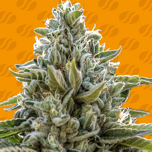 Original Sensible Seeds - Frosted Guava