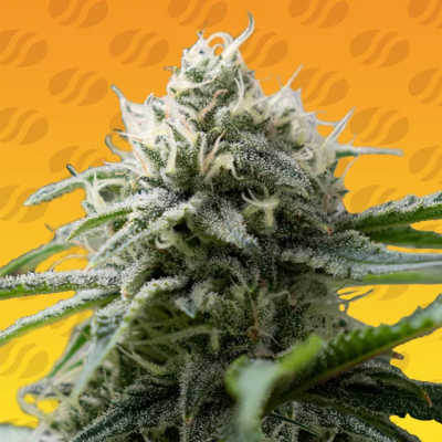 Original Sensible Seeds - Gorilla Zkittlez Fast