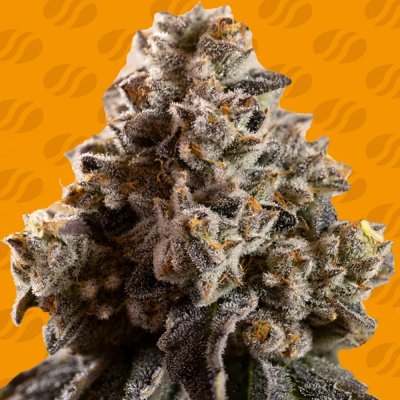 Original Sensible Seeds - Alien Moonrocks