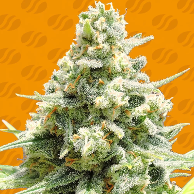 Original Sensible Seeds - Amnesia Lemon Kush
