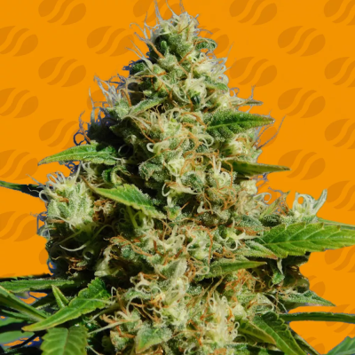 Original Sensible Seeds - Banana Sherbet