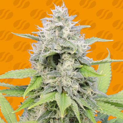 Original Sensible Seeds - Gorilla Zkittlez (Zkittzy Gorilla)