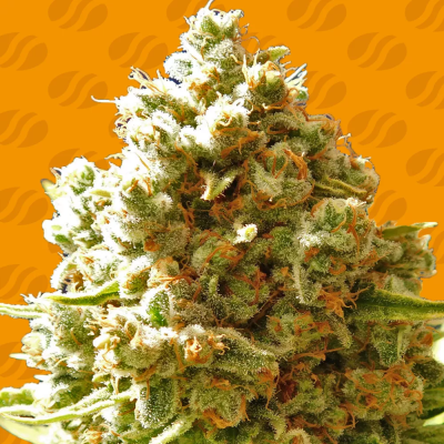 Original Sensible Seeds - Pure Kush
