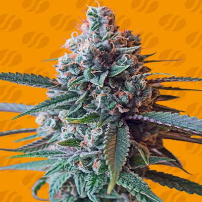 Original Sensible Seeds - Slapz