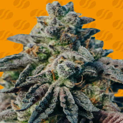 Original Sensible Seeds - Peanut Butter