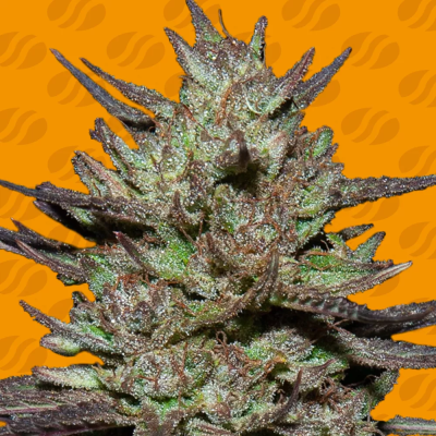 Original Sensible Seeds - Pink Rozay