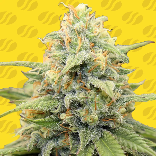 Original Sensible Seeds - Apple Fritter Auto