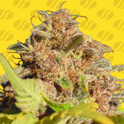 Original Sensible Seeds - Wedding Cake Auto