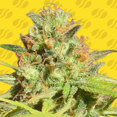 Original Sensible Seeds - Zkittlez Auto