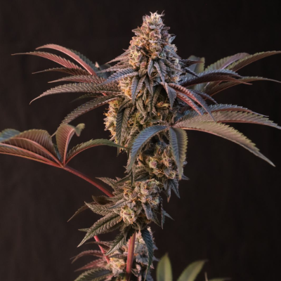 Fast Buds - Lemon Cherry Runtz