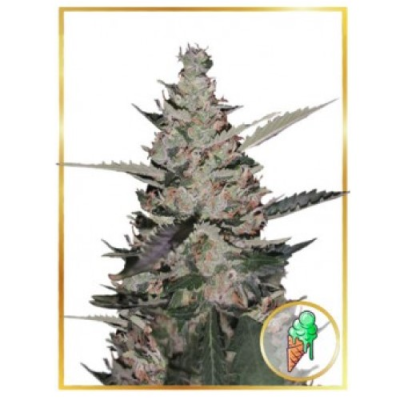 Mr. Hide Seeds - Auto Gelato Ice