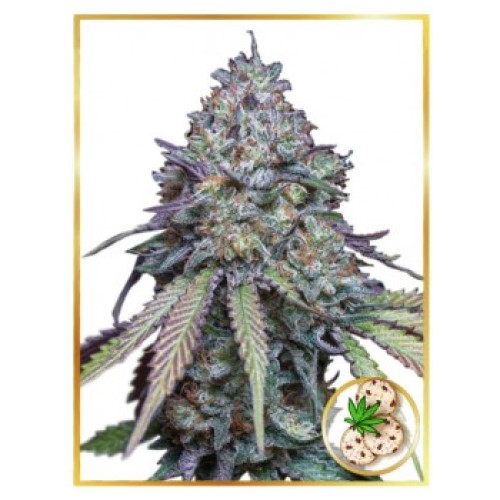 Mr. Hide Seeds - Auto Girl Scout Cookies