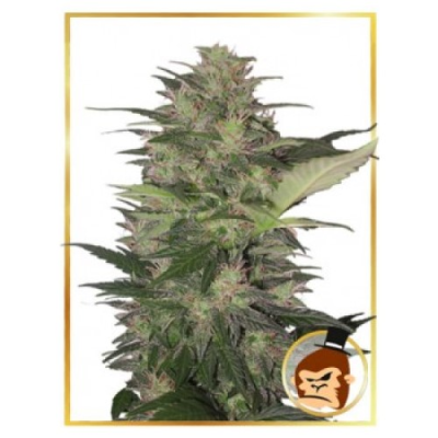 Mr. Hide Seeds - Auto Gorilla Cream