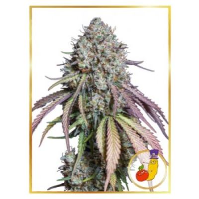 Mr. Hide Seeds - Auto Runtz